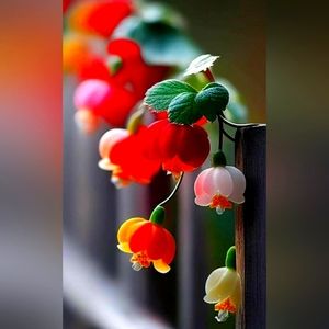 Meet your Posher, Fig